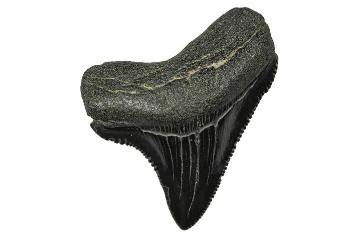 Posterior Juvenile Megalodon Tooth - South Carolina #375896
